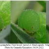 coen pamphilus larva4 volg12
